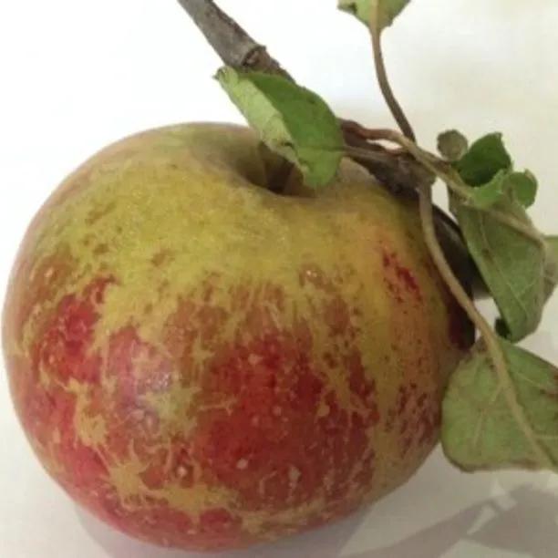 Red Pixie Apple (Malus domestica Red Pixie) 1